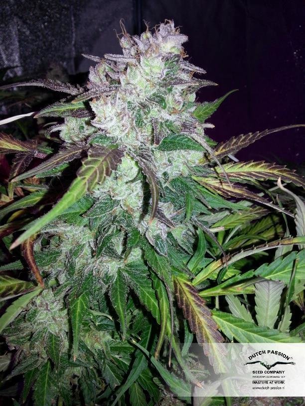 Dutch Passion - SnowStorm #2 ® (auto/fem.)