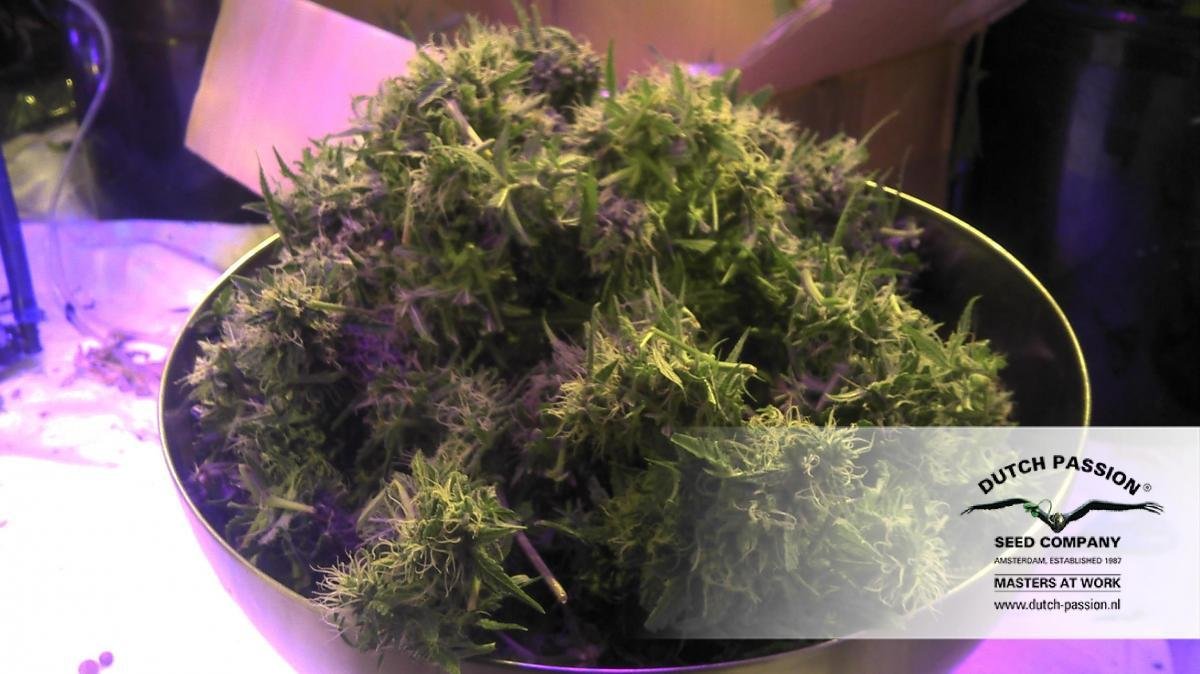 Dutch Passion - SnowStorm #2 ® (auto/fem.)