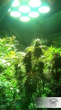 Dutch Passion - SnowStorm #2 ® (auto/fem.)