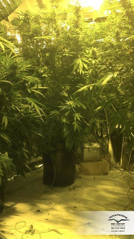 Dutch Passion - SnowStorm #2 ® (auto/fem.)