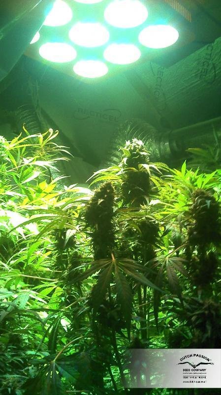 Dutch Passion - SnowStorm #2 ® (auto/fem.)