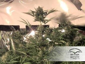 Dutch Passion - SnowStorm #2 ® (auto/fem.)