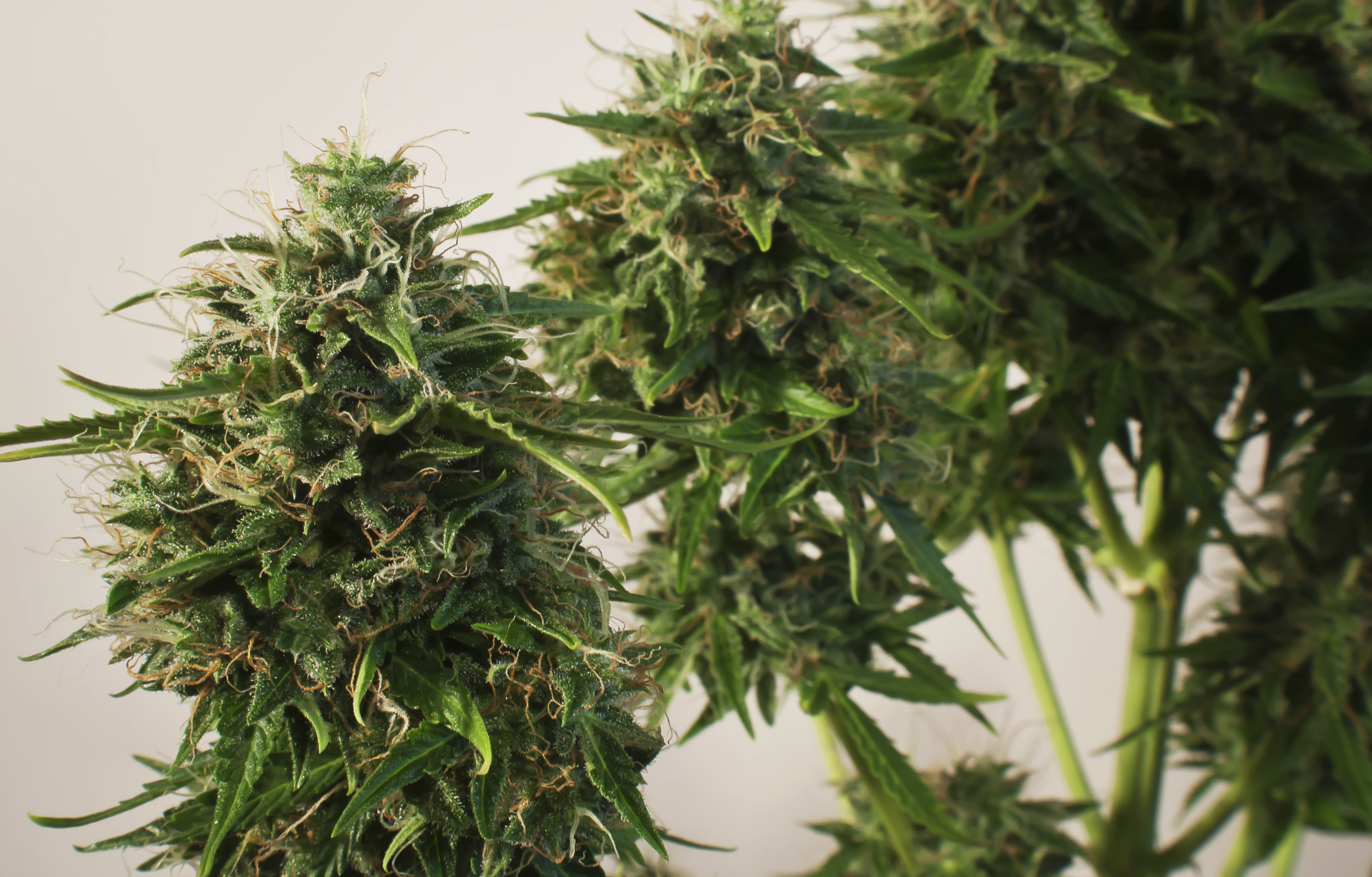 Dutch Passion - SnowStorm #2 ® (auto/fem.)