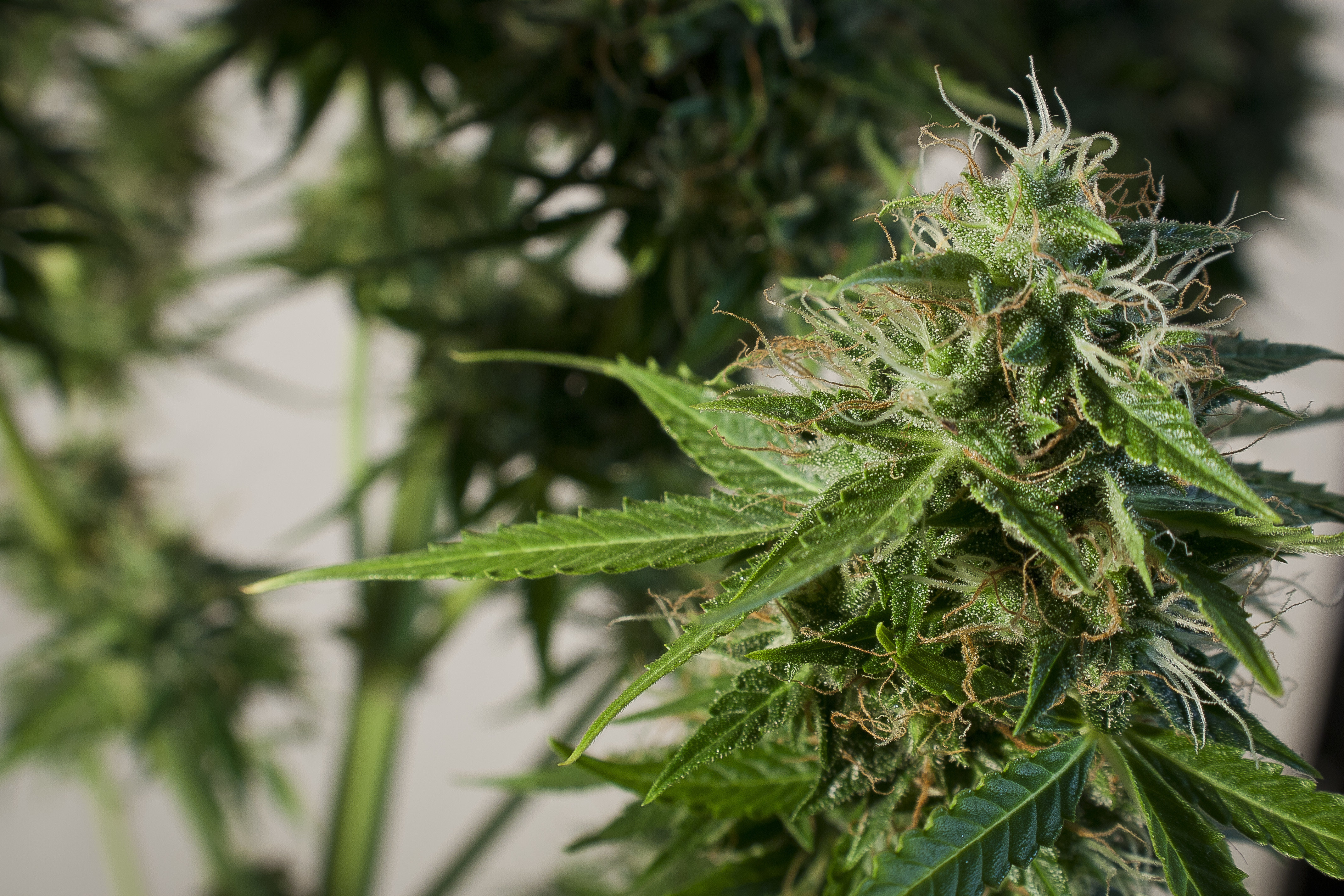 Dutch Passion - SnowStorm #2 ® (auto/fem.)