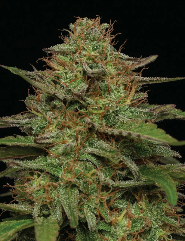 Humboldt Seed Company - Strawberry Cheesecake (fem.) 🇺🇸