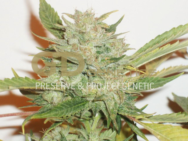 Green Devil Genetics - Durweiss (reg.)