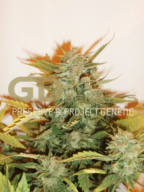 Green Devil Genetics - Durweiss (reg.)