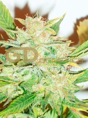 Green Devil Genetics - Durweiss (reg.) 02011