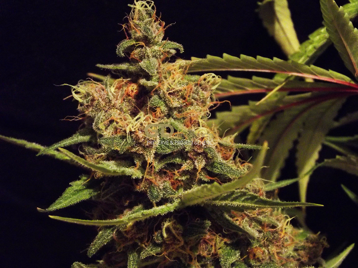 Green Devil Genetics - Cheesecake (fem.)