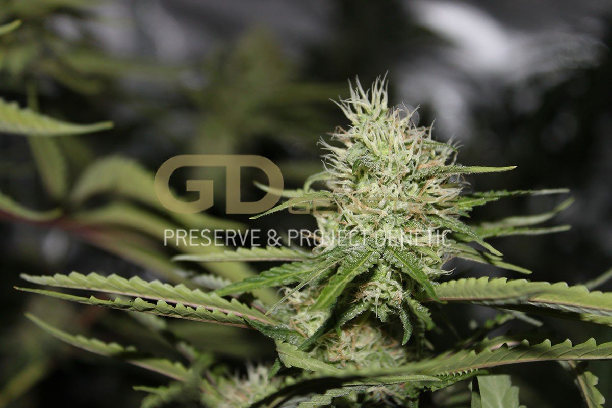 Green Devil Genetics - Cheesecake (fem.)