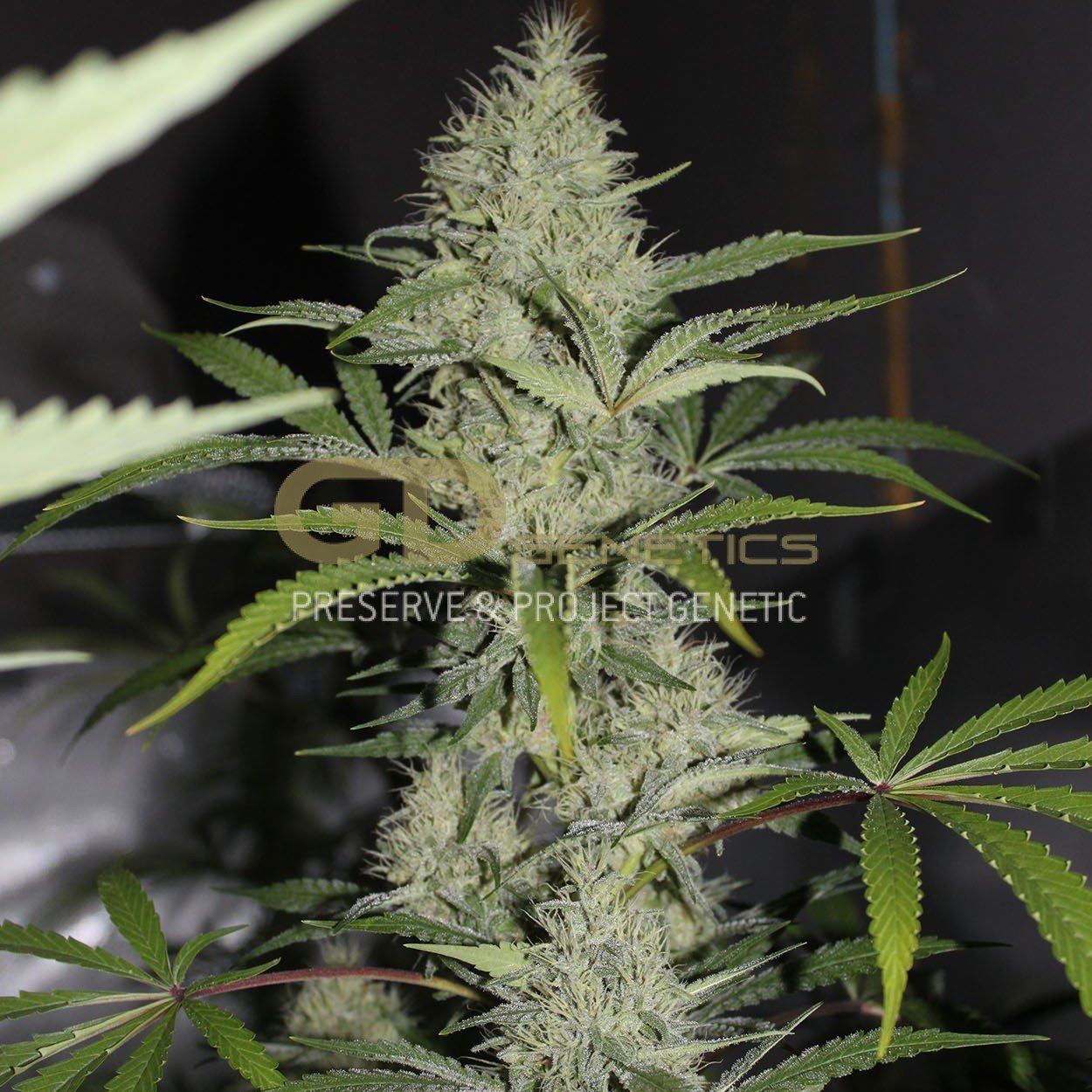 Green Devil Genetics - Cheesecake (fem.)