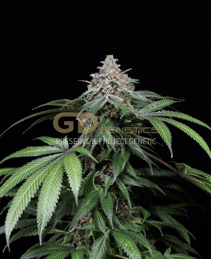 Green Devil Genetics - Doja Bubba Berry (reg.)