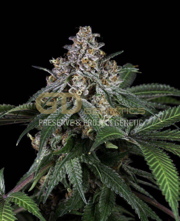 Green Devil Genetics - Doja Bubba Berry (reg.)