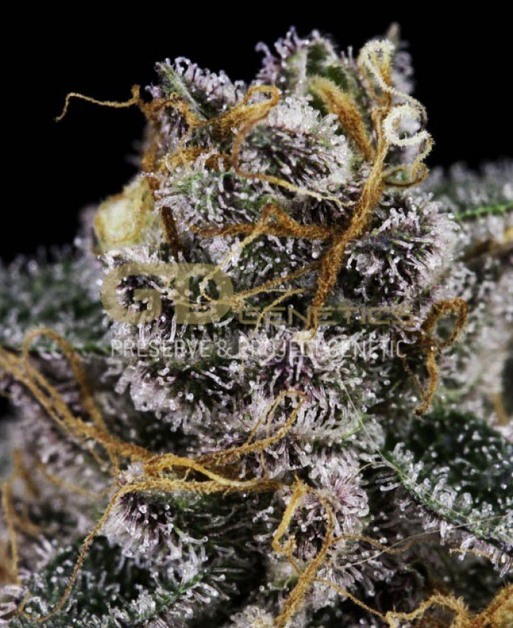Green Devil Genetics - Doja Bubba Berry (reg.)