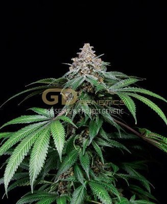 Green Devil Genetics - Doja Bubba Berry (reg.) 02020