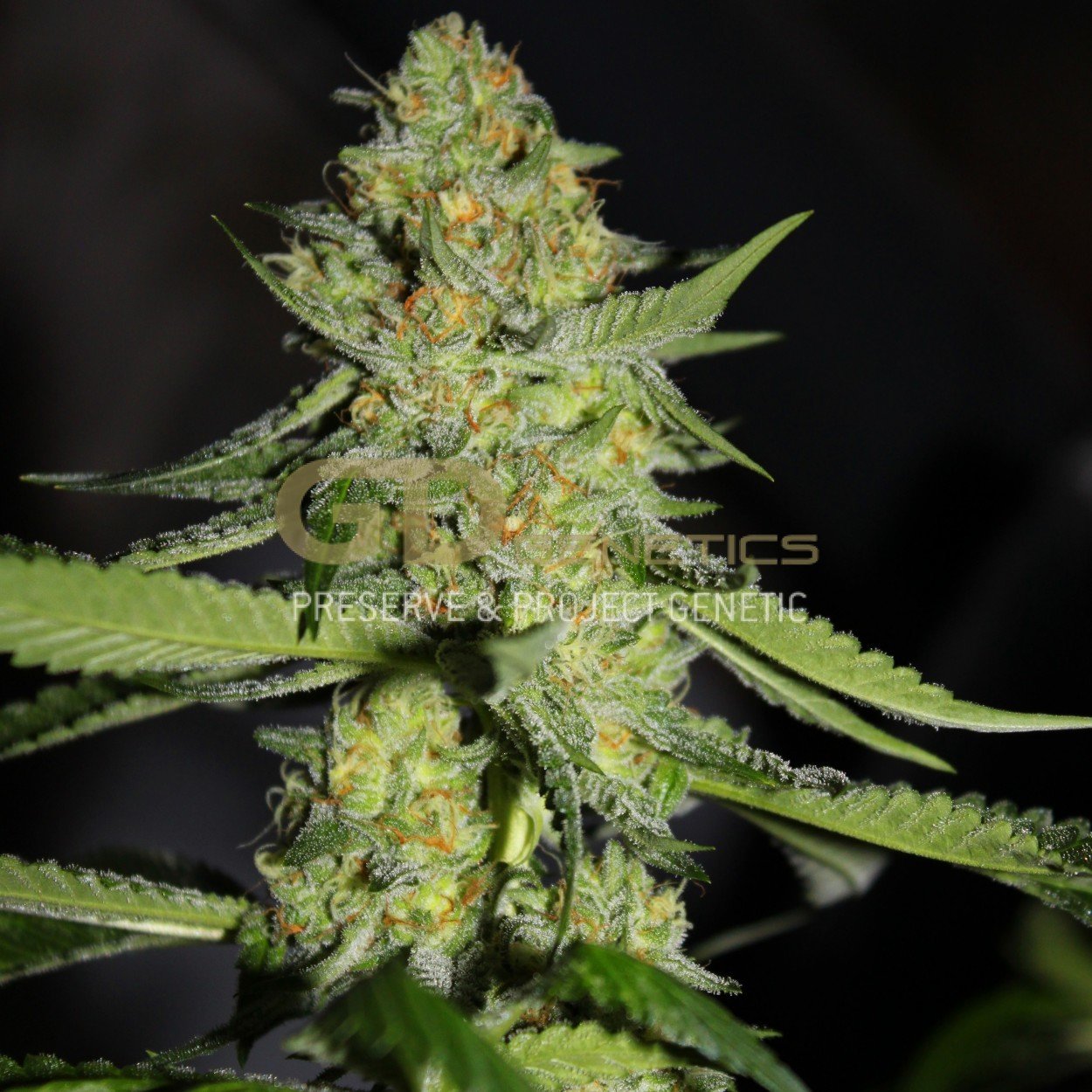 Green Devil Genetics - GD Town (fem.)