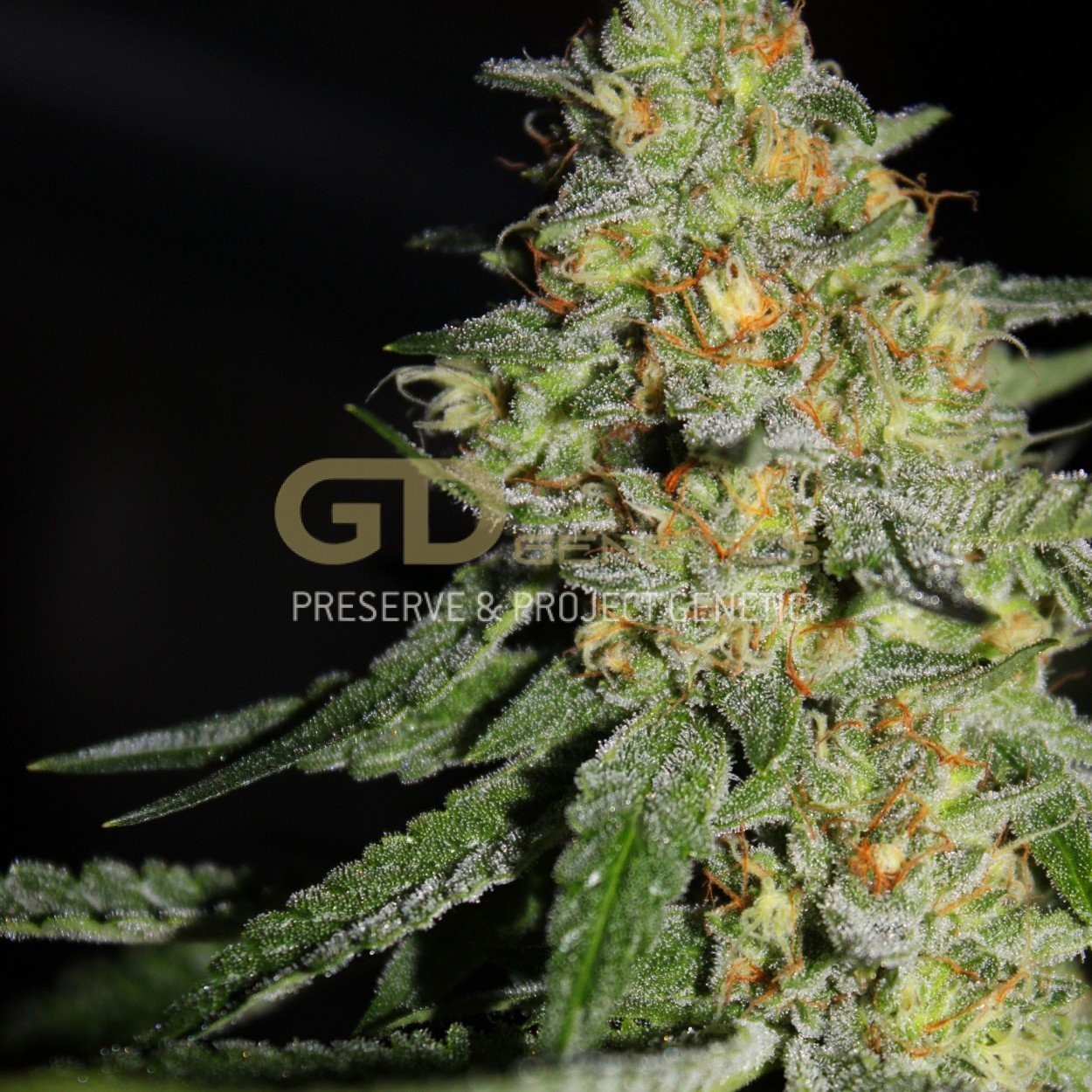 Green Devil Genetics - GD Town (fem.)