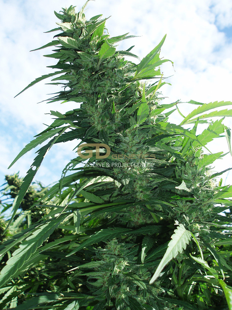Green Devil Genetics - Margoot (fem.)