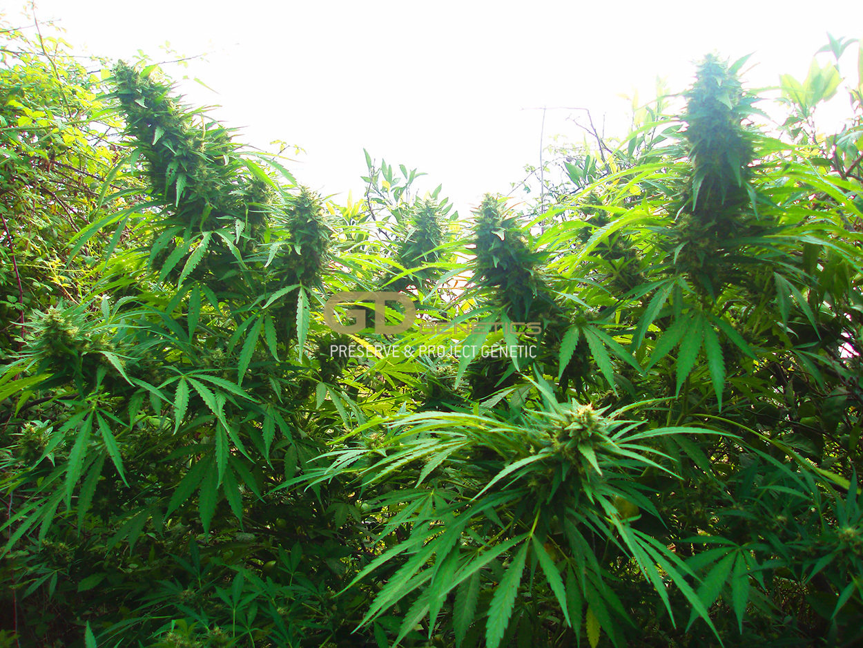 Green Devil Genetics - Margoot (fem.)