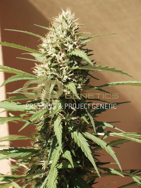 Green Devil Genetics - Margoot (fem.)