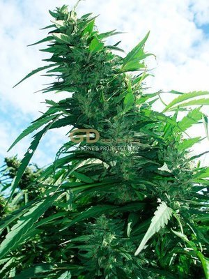 Green Devil Genetics - Margoot (reg.) 02012
