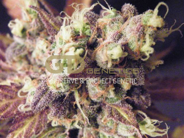 Green Devil Genetics - Mr. Bubba (reg.)