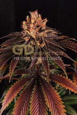 Green Devil Genetics - Mr. Bubba (reg.) 02013