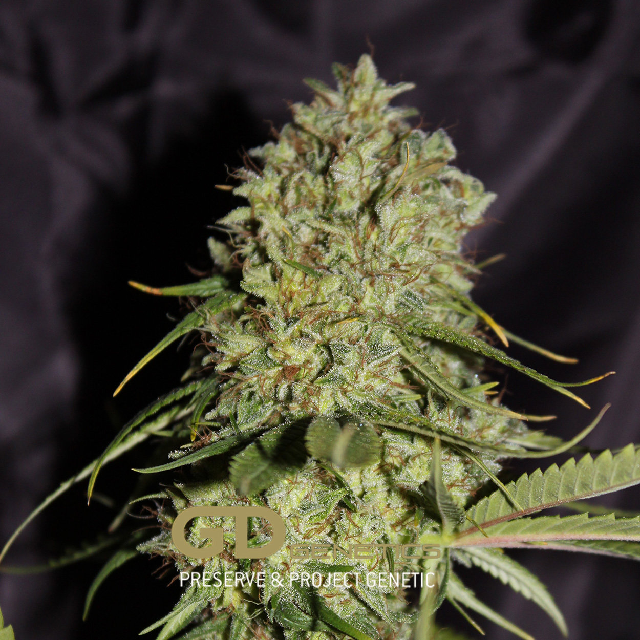 Green Devil Genetics - Orange Haze (fem.)