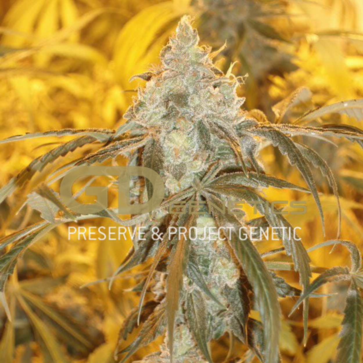 Green Devil Genetics - Orange Haze (fem.)