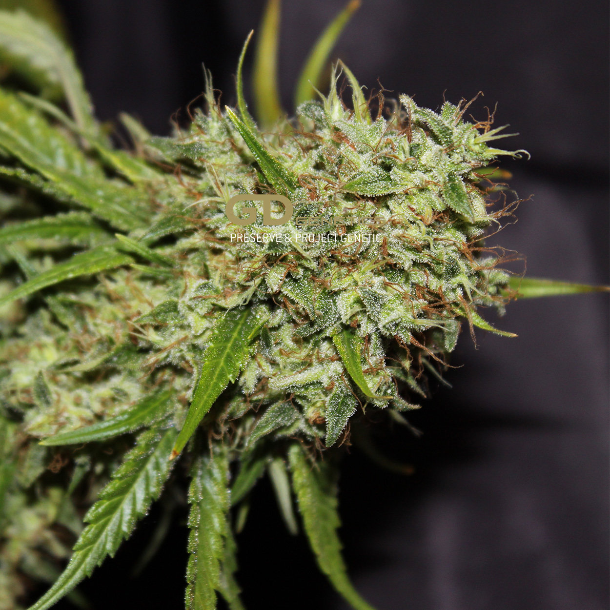 Green Devil Genetics - Orange Haze (fem.)