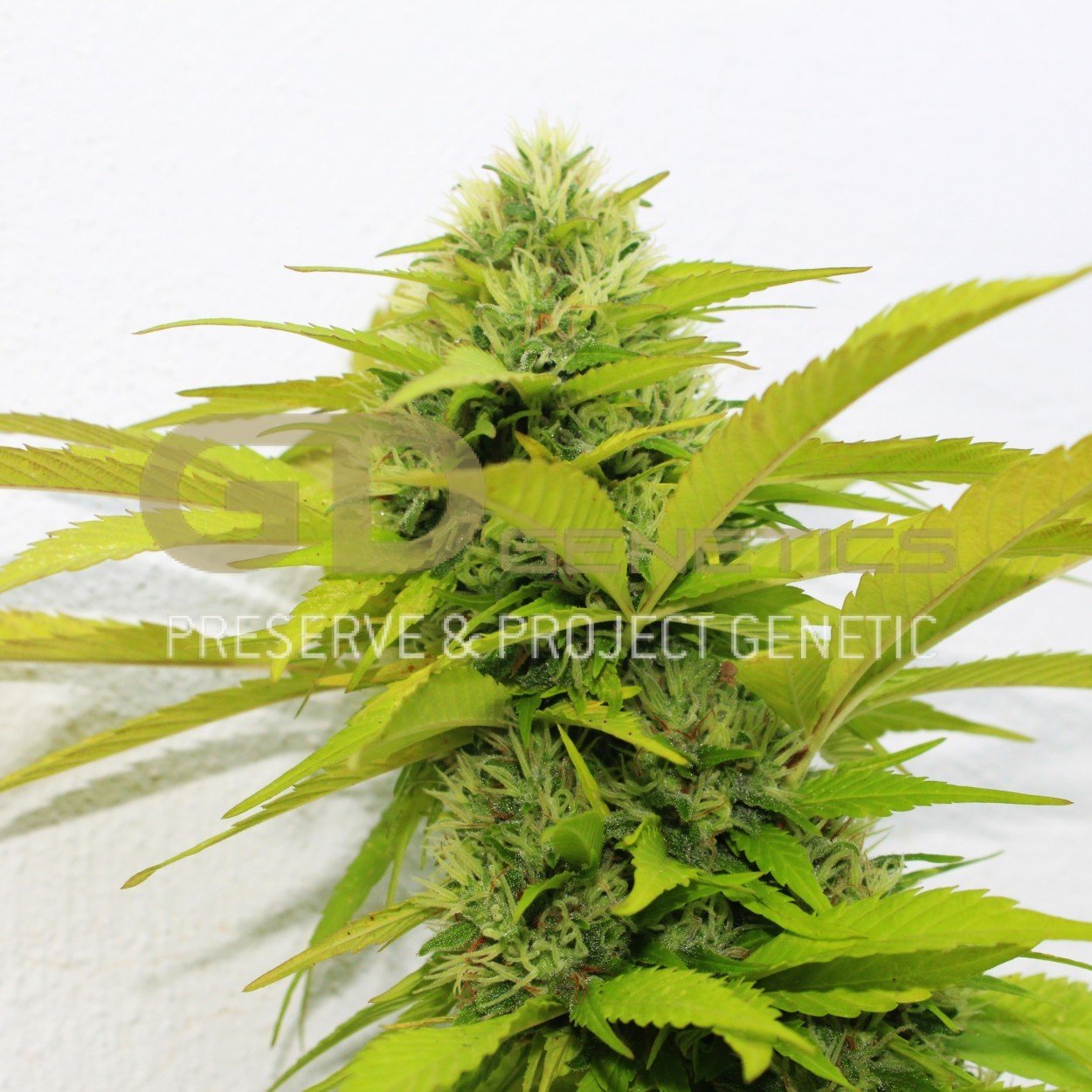 Green Devil Genetics - Orange Kush (fem.)