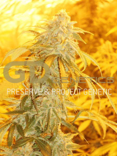 Green Devil Genetics - Orange Kush (fem.)