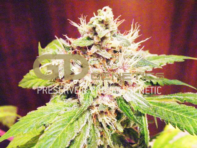 Green Devil Genetics - Sweet Clements (reg.)
