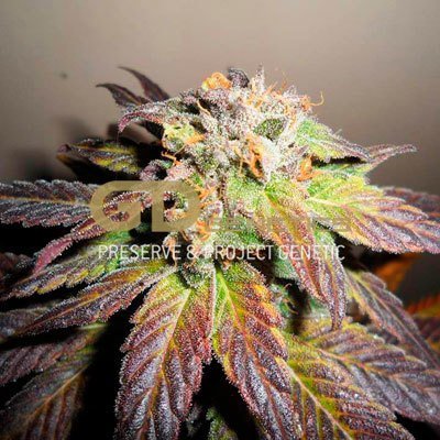 Green Devil Genetics - Elderberry (reg.) 05024