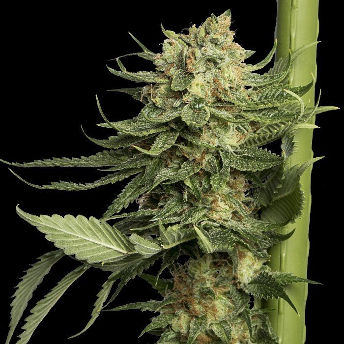 DNA Genetics - 24k Gold (fem.)