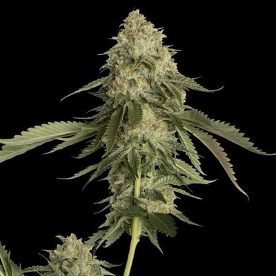 DNA Genetics - Golden Berry (fem.) 02730
