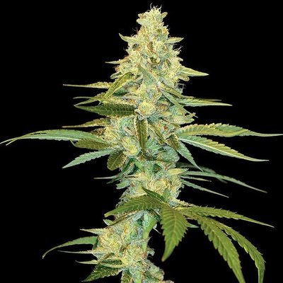 DNA Genetics - Cannalope Kush (fem.) 00135