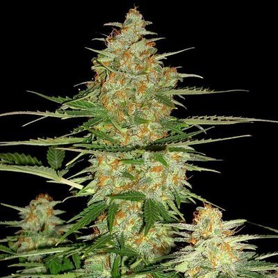 DNA Genetics - 60 Day Wonder (auto/fem.) 05026
