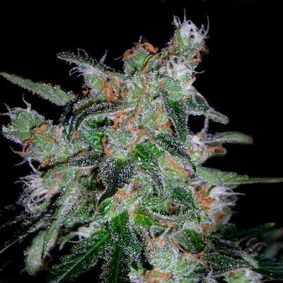 DNA Genetics - 60 Day Lemon (auto/fem.) 00160