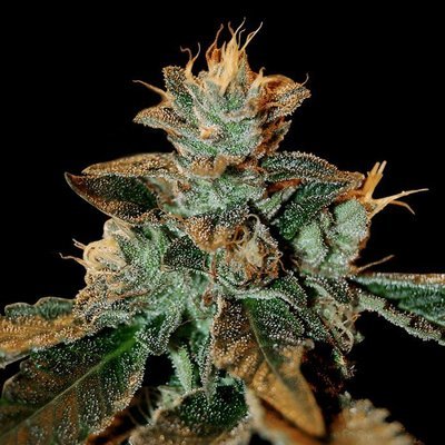 DNA Genetics - Cataract Kush (fem.) 05027