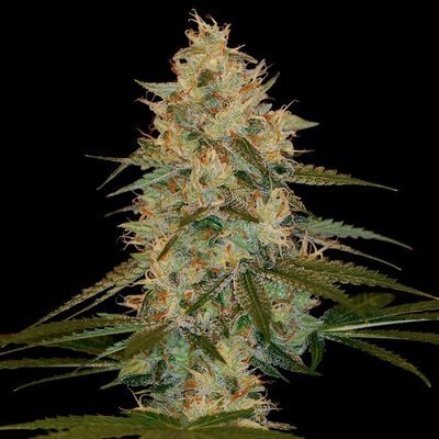 DNA Genetics - Chocolope Kush (fem.) 05029