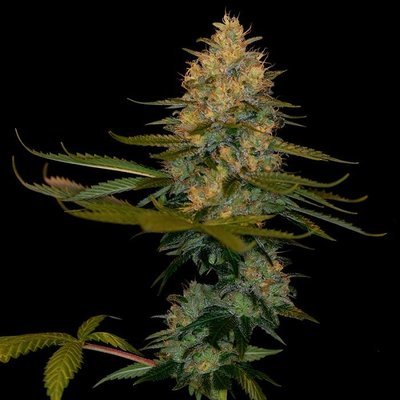 DNA Genetics - Exodus Kush (fem.) 05030