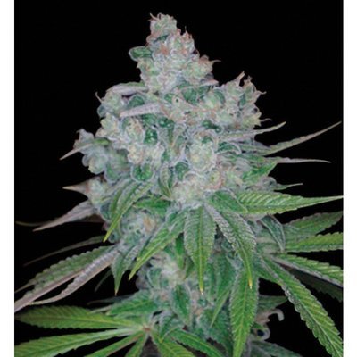 DNA Genetics - Kandy Kush X Skunk (reg.) 05031