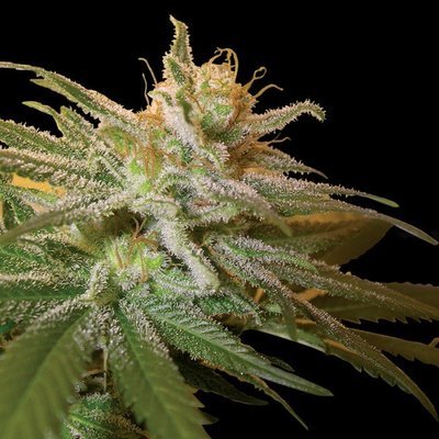 DNA Genetics - Kushberry (fem.) 05032