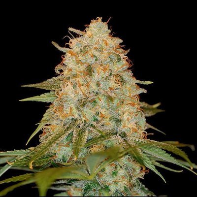 DNA Genetics - L.A. Chocolat (fem.) 00142