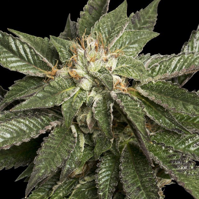 DNA Genetics - L.A. Confidential (fem.)