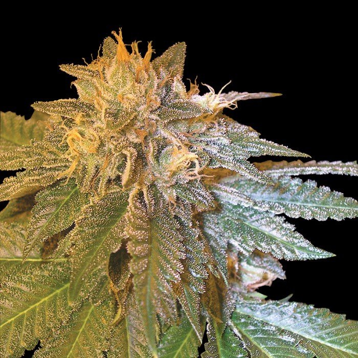 DNA Genetics - L.A. Confidential (fem.)