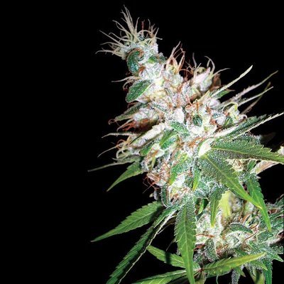 DNA Genetics - La Woman (fem.) 05034