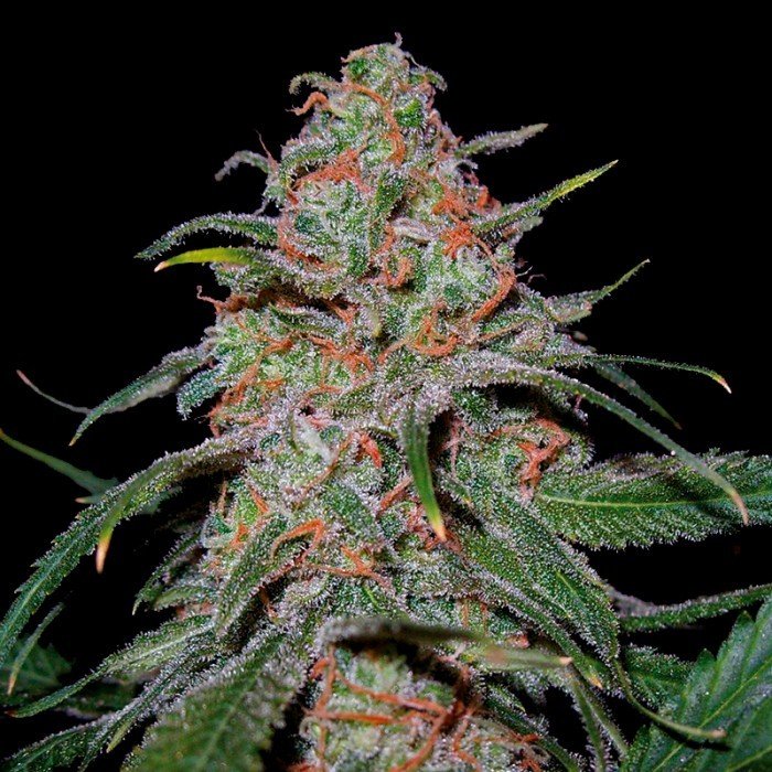 DNA Genetics - Lemon Skunk (fem.)