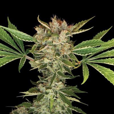 DNA Genetics - Martian Kush (fem.) 05036